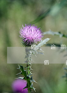 借唄逾期人家說(shuō)要起訴我(支付寶借唄逾期了會(huì)起訴嗎)