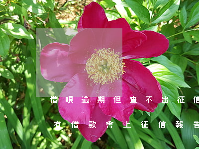 借唄逾期但查不出征信(支付寶借唄沒逾期但有借款會上征信報告嗎)