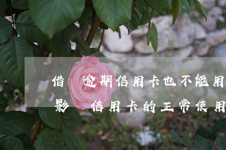 借唄逾期信用卡也不能用嗎(支付寶借唄逾期影響信用卡的正常使用嗎?)