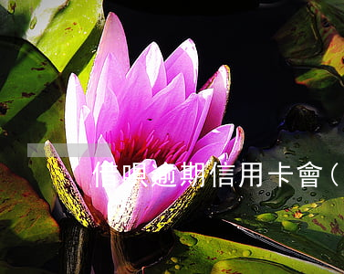 借唄逾期信用卡會(huì)被降額嗎