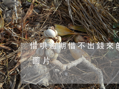 借唄逾期借不出錢來的圖片(借唄借不出來了圖片)