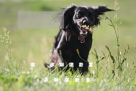 借唄逾期借款金額變動(dòng)提醒(借唄逾期借款金額變動(dòng)提醒)