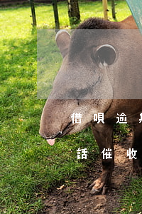 借唄逾期催收沒接就掛了(借錢唄沒借過打電話催收)