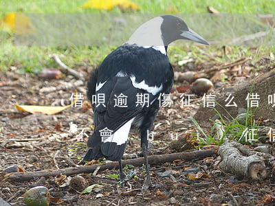 借唄逾期傷征信么(借唄不逾期會(huì)不會(huì)征信?借唄逾期幾天上征信)