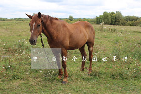 借唄逾期全款回收不(借唄逾期要求全款收回)