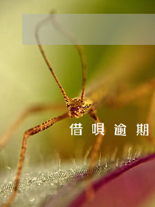 借唄逾期全款回收利息 借唄逾期全額還