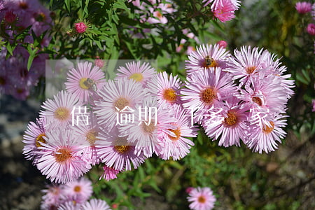 借唄逾期兩千多會家訪嗎
