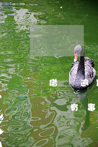借唄逾期兩天天有影響嗎(借唄逾期兩三天有沒有事?)