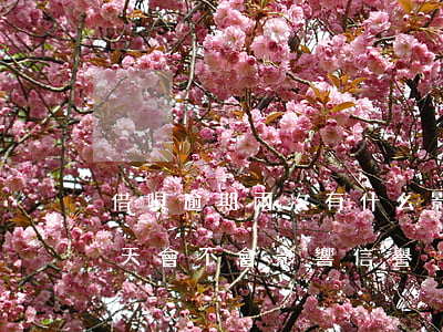 借唄逾期兩次有什么影響(借唄還款逾期了兩天,會不會影響信譽)