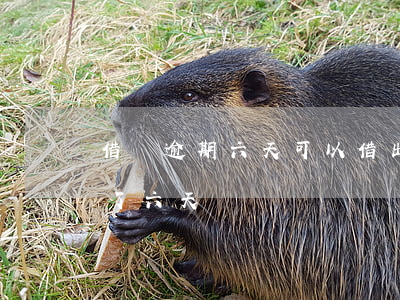 借唄逾期六天可以借出來嗎(借唄不小心逾期了六天)