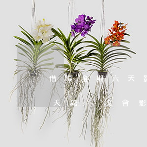 借唄逾期六天影響征信嗎(如果借唄逾期了5天第一次會影響征信嗎)