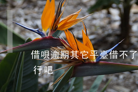 借唄逾期其它平臺借不了(借唄只要不逾期就行吧)