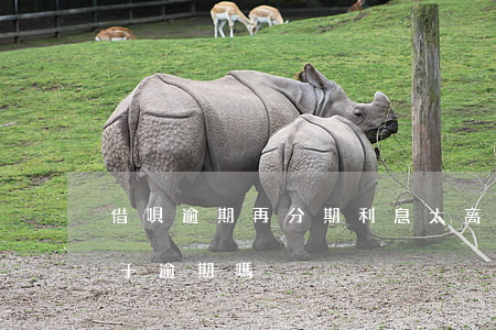 借唄逾期再分期利息太高(借唄欠款再分期屬于逾期嗎)