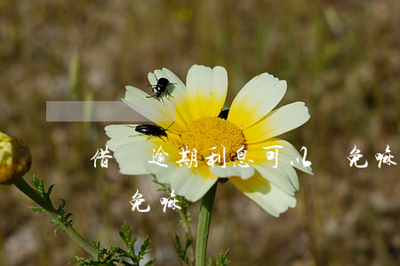 借唄逾期利息可以減免嘛(借唄逾期利息可以減免嘛)