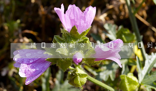 借唄逾期到公司(借唄逾期會到上班地方找嗎)