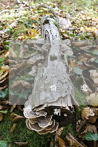 借唄逾期到底怎么協(xié)商-借唄逾期該怎么協(xié)商