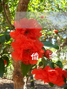 借唄逾期十五天再還款還可借嗎-