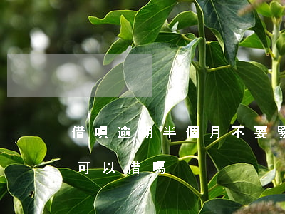 借唄逾期半個月不要緊吧(借唄逾期一個月還可以借嗎)