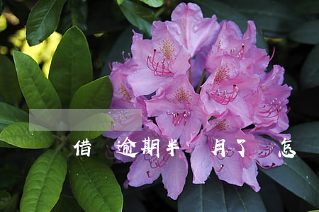 借唄逾期半個月了會怎樣