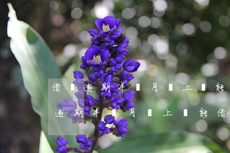 借唄逾期半個月還上還能借嗎會怎么樣（借唄逾期半個月還上還能借嗎）