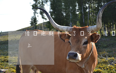 借唄逾期半年了還不上(借唄逾期半年了還不上)