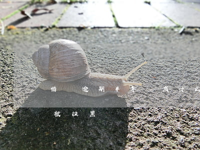 借唄逾期半年會成什么黑戶(借唄逾期2年會被拉黑嗎?)
