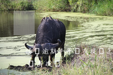 借唄逾期半年沒有提額怎么辦（借唄逾期半年沒有提額）