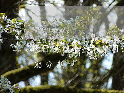 借唄逾期半年能申請分期嗎(借唄逾期多久不能分期)
