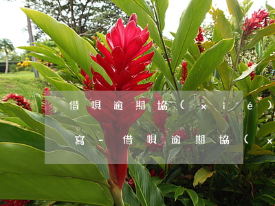 借唄逾期協(xié)商個人情況說明怎么寫-借唄逾期協(xié)商個人情況說明怎么寫啊