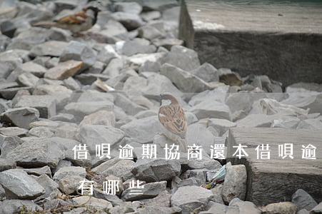 借唄逾期協商還本(借唄逾期協商還本金技巧有哪些)