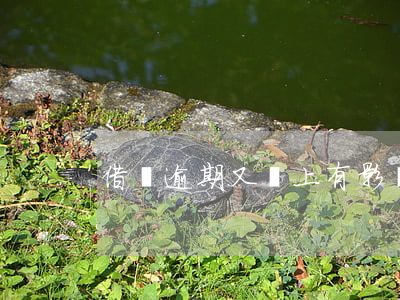 借唄逾期又還上有影響嗎