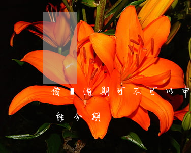 借唄逾期可不可以申請分期(借唄逾期了能不能分期)