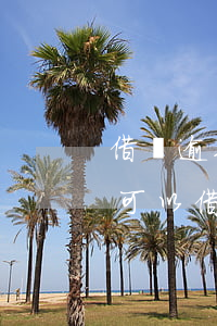 借唄逾期可以在那里借錢(借唄逾期還進去還可以借款嗎?)