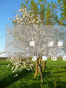 借唄逾期可以存進(jìn)去再借嗎(借唄逾期以后還能借出來(lái)嗎)