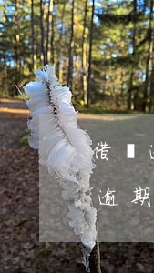 借唄逾期后不可以借款了(借唄沒(méi)逾期過(guò)現(xiàn)在只能還不能借)