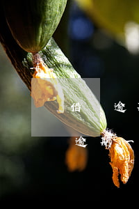 借唄逾期后再申請(qǐng)要多久(借唄逾期一次多久能恢復(fù)使用)