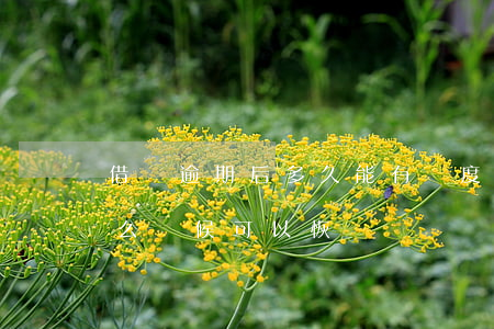 借唄逾期后多久能有額度(借唄逾期了額度什么時候可以恢復)