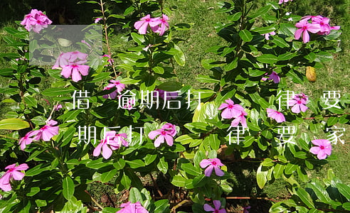 借唄逾期后打電話說律師要來家里-借唄逾期后打電話說律師要來家里是真的嗎