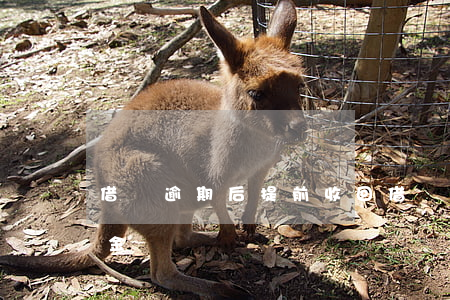 借唄逾期后提前收回 借唄逾期后提前收回本金