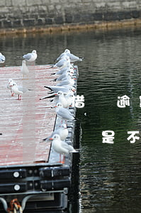 借唄逾期后為什么不能用了(逾期還款之后,借唄是不是不能用了)