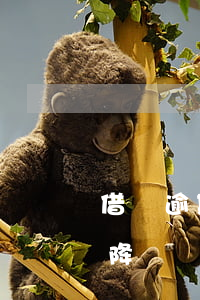 借唄逾期后還款降額度(借唄逾期兩天還進去降額)