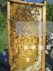 借唄逾期哪里看本金 借唄逾期后怎么查看本金