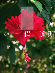 借唄逾期四個小時會不會上征信-