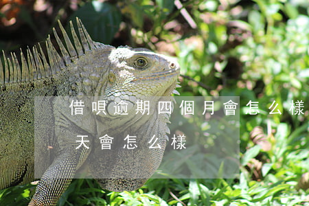 借唄逾期四個月會怎么樣(借唄還利息逾期四天會怎么樣)
