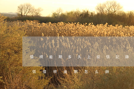 借唄逾期多久上征信記錄(借唄逾期多久上征信?借唄逾期怎么辦)