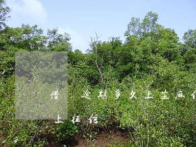 借唄逾期多久上芝麻信用(借唄逾期多長時間上征信嗎)
