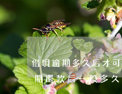 借唄逾期多久后才可以恢復(fù)(借唄逾期還款后一般多久恢復(fù)使用)