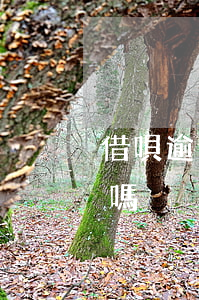 借唄逾期多久就可以分期(借唄到期可以分期嗎)
