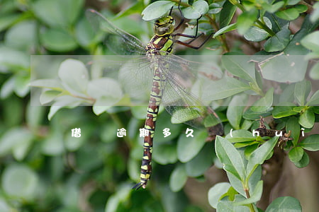 借唄逾期多久會(huì)扣芝麻分