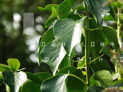 借唄逾期多久會被降低額度(借唄因為逾期兩天,額度下降了,什么時候能恢復(fù))
